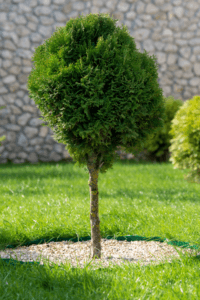 Weed Control by Catalina Landscaping