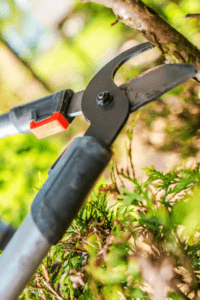 Tree Trimming & Removal by Catalina Landscaping